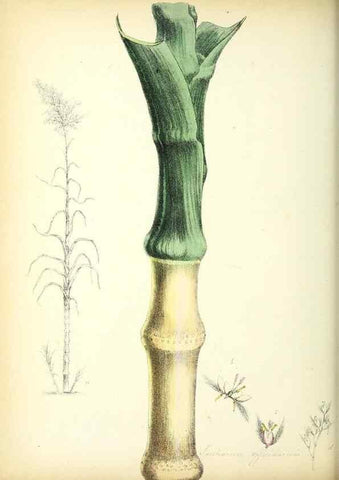 Reproducción/Reproduction 24119122718: Plantæ utiliores :. London :Whittaker & Co.,1842-1850.. 