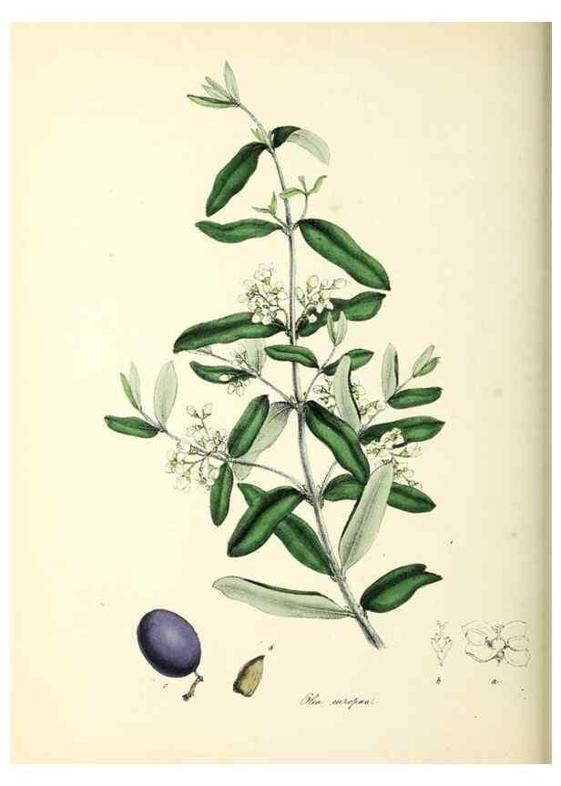 Reproducción/Reproduction 24119125208: Plantæ utiliores :. London :Whittaker & Co.,1842-1850.. 