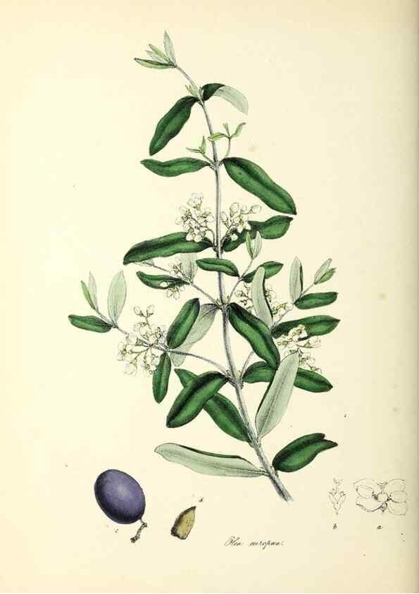 Reproducción/Reproduction 24119125208: Plantæ utiliores :. London :Whittaker & Co.,1842-1850.. 