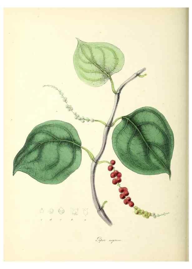 Reproducción/Reproduction 24119127958: Plantæ utiliores :. London :Whittaker & Co.,1842-1850.. 