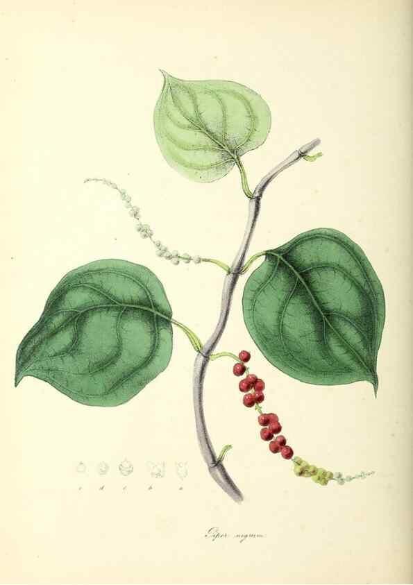 Reproducción/Reproduction 24119127958: Plantæ utiliores :. London :Whittaker & Co.,1842-1850.. 