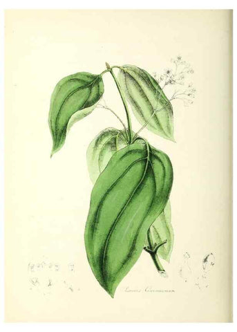 Reproducción/Reproduction 24119130408: Plantæ utiliores :. London :Whittaker & Co.,1842-1850.. 