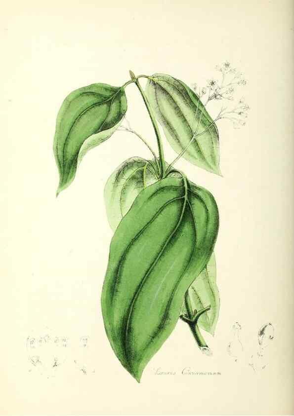 Reproducción/Reproduction 24119130408: Plantæ utiliores :. London :Whittaker & Co.,1842-1850.. 