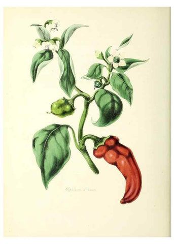 Reproducción/Reproduction 24119132688: Plantæ utiliores :. London :Whittaker & Co.,1842-1850.. 