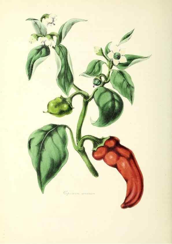Reproducción/Reproduction 24119132688: Plantæ utiliores :. London :Whittaker & Co.,1842-1850.. 