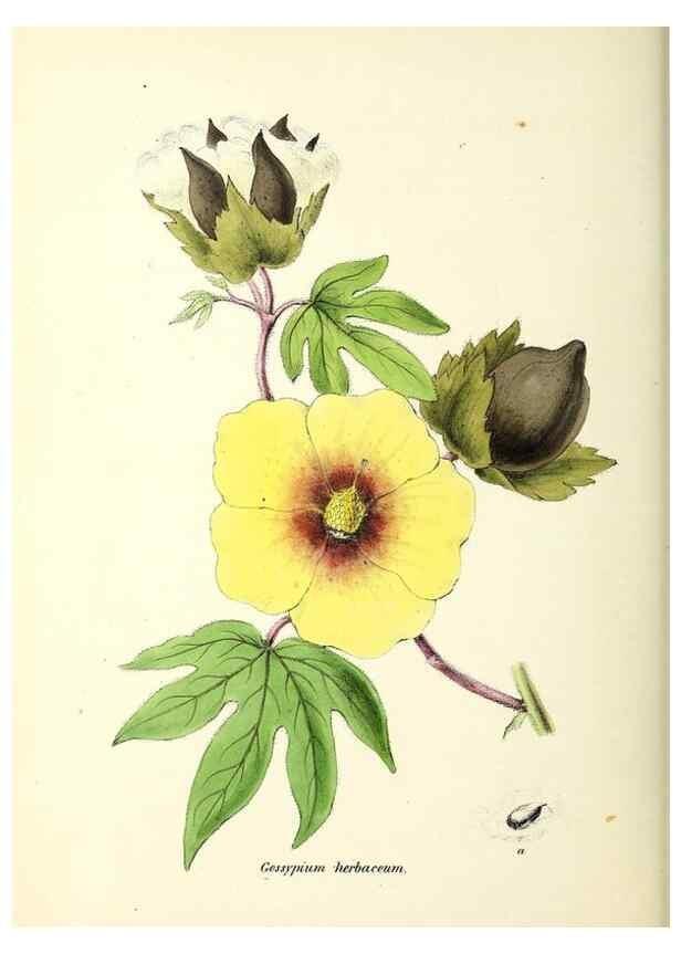 Reproducción/Reproduction 24119134978: Plantæ utiliores :. London :Whittaker & Co.,1842-1850.. 