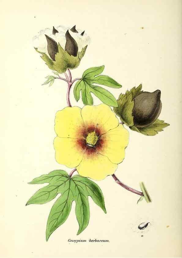 Reproducción/Reproduction 24119134978: Plantæ utiliores :. London :Whittaker & Co.,1842-1850.. 