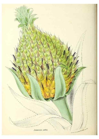 Reproducción/Reproduction 24119137398: Plantæ utiliores :. London :Whittaker & Co.,1842-1850.. 
