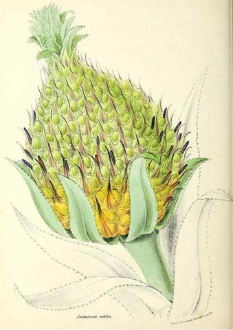 Reproducción/Reproduction 24119137398: Plantæ utiliores :. London :Whittaker & Co.,1842-1850.. 