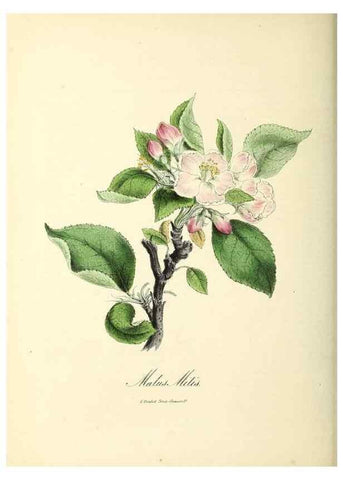 Reproducción/Reproduction 37970257711: Plantæ utiliores :. London :Whittaker & Co.,1842-1850.. 
