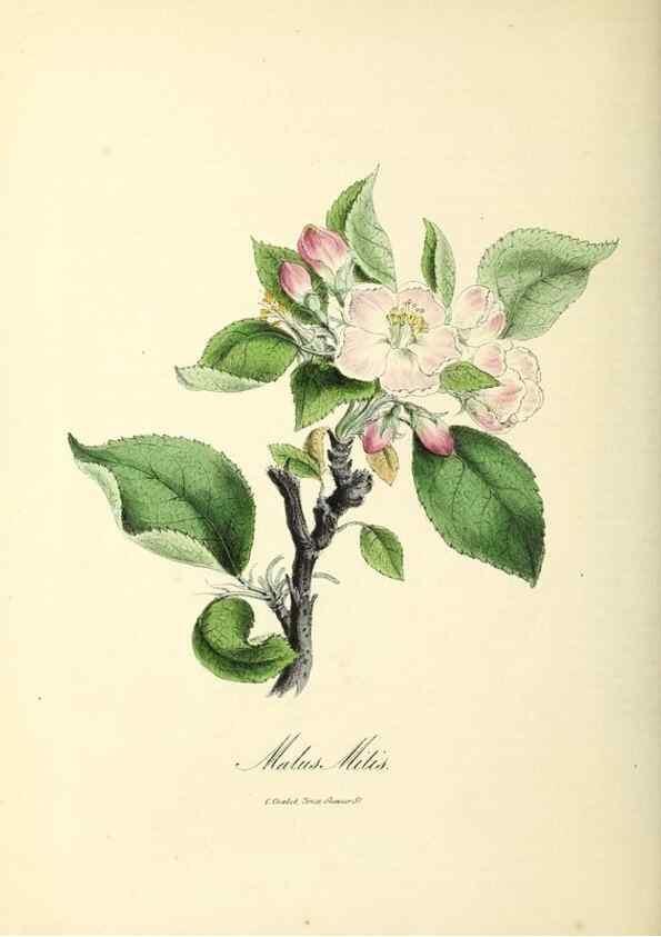 Reproducción/Reproduction 37970257711: Plantæ utiliores :. London :Whittaker & Co.,1842-1850.. 