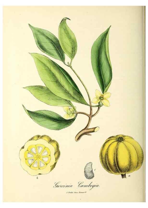 Reproducción/Reproduction 24119143268: Plantæ utiliores :. London :Whittaker & Co.,1842-1850.. 