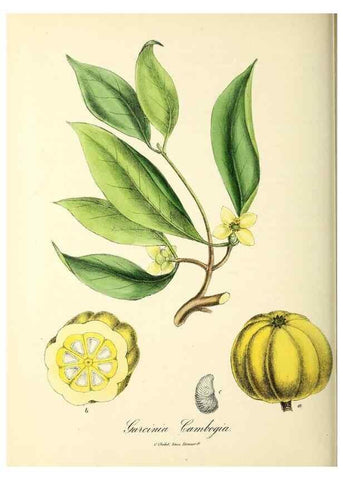 Reproducción/Reproduction 24119143268: Plantæ utiliores :. London :Whittaker & Co.,1842-1850.. 