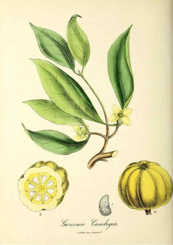 Reproducción/Reproduction 24119143268: Plantæ utiliores :. London :Whittaker & Co.,1842-1850.. 