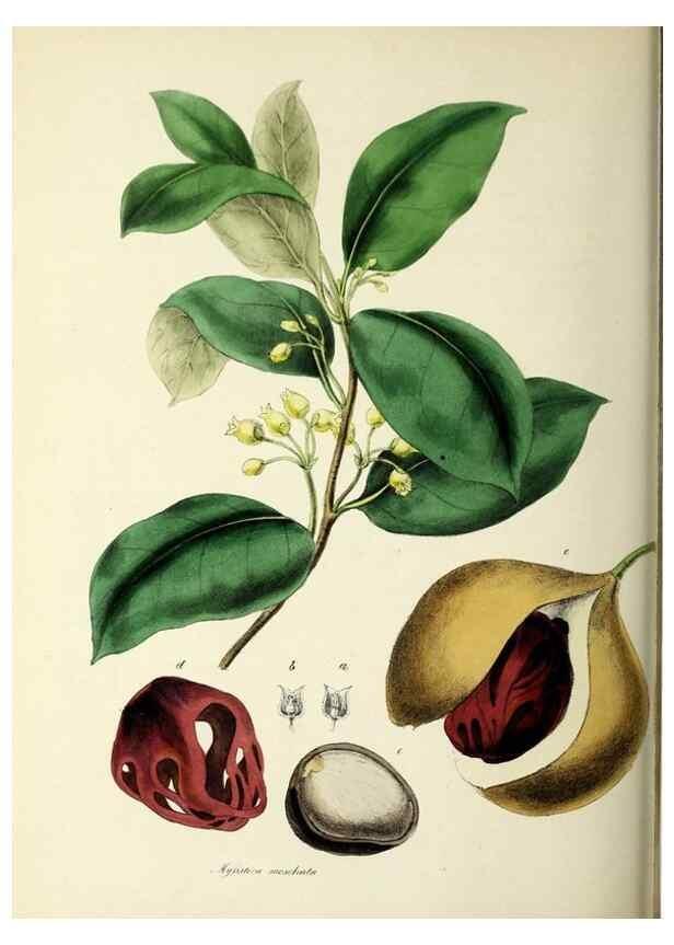 Reproducción/Reproduction 24119147738: Plantæ utiliores :. London :Whittaker & Co.,1842-1850.. 
