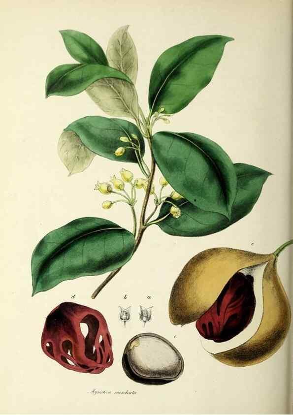 Reproducción/Reproduction 24119147738: Plantæ utiliores :. London :Whittaker & Co.,1842-1850.. 