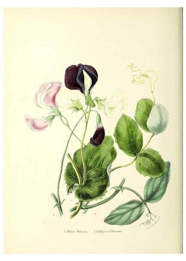 Reproducción/Reproduction 24119150968: Plantæ utiliores :. London :Whittaker & Co.,1842-1850.. 