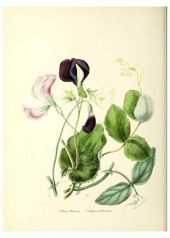 Reproducción/Reproduction 24119150968: Plantæ utiliores :. London :Whittaker & Co.,1842-1850.. 