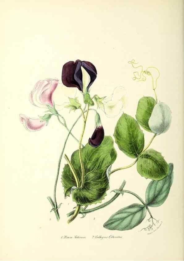 Reproducción/Reproduction 24119150968: Plantæ utiliores :. London :Whittaker & Co.,1842-1850.. 