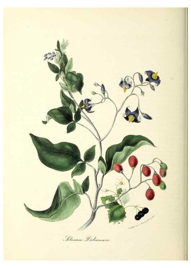 Reproducción/Reproduction 24119154178: Plantæ utiliores :. London :Whittaker & Co.,1842-1850.. 