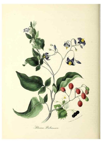 Reproducción/Reproduction 24119154178: Plantæ utiliores :. London :Whittaker & Co.,1842-1850.. 
