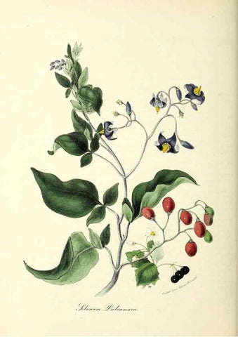 Reproducción/Reproduction 24119154178: Plantæ utiliores :. London :Whittaker & Co.,1842-1850.. 