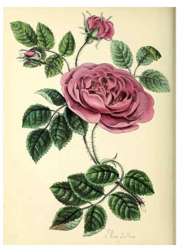 Reproducción/Reproduction 37260449124: Plantæ utiliores :. London :Whittaker & Co.,1842-1850.. 
