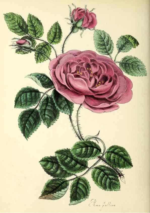 Reproducción/Reproduction 37260449124: Plantæ utiliores :. London :Whittaker & Co.,1842-1850.. 