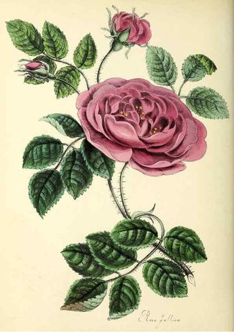 Reproducción/Reproduction 37260449124: Plantæ utiliores :. London :Whittaker & Co.,1842-1850.. 
