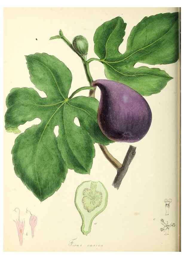 Reproducción/Reproduction 37260447314: Plantæ utiliores :. London :Whittaker & Co.,1842-1850.. 