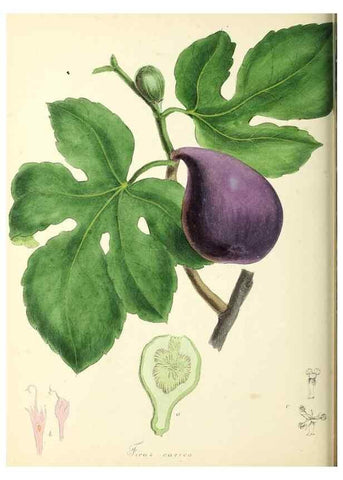 Reproducción/Reproduction 37260447314: Plantæ utiliores :. London :Whittaker & Co.,1842-1850.. 