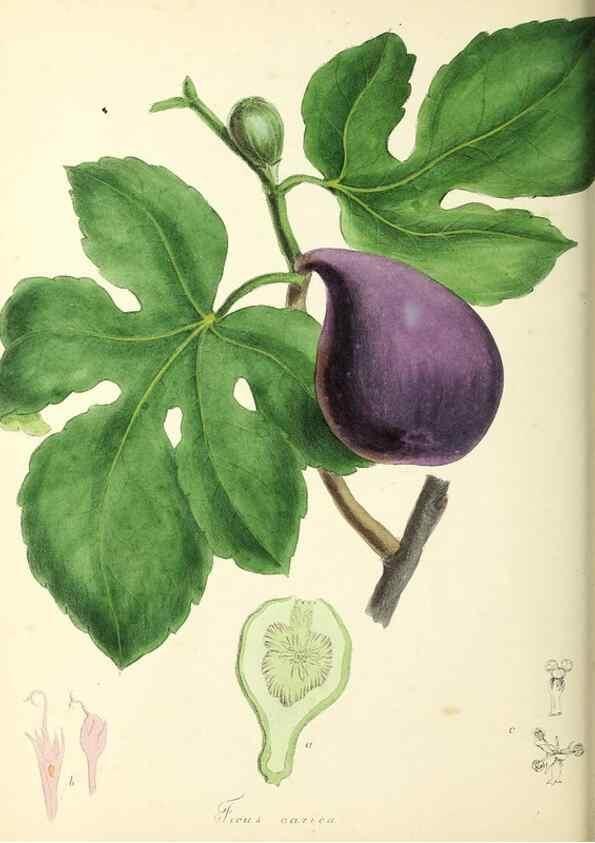 Reproducción/Reproduction 37260447314: Plantæ utiliores :. London :Whittaker & Co.,1842-1850.. 