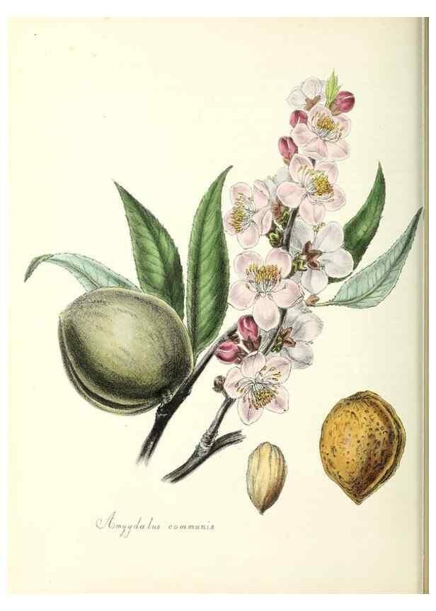 Reproducción/Reproduction 37970221901: Plantæ utiliores :. London :Whittaker & Co.,1842-1850.. 