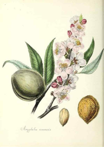 Reproducción/Reproduction 37970221901: Plantæ utiliores :. London :Whittaker & Co.,1842-1850.. 