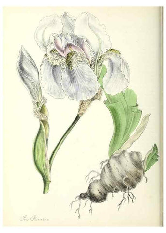 Reproducción/Reproduction 37970218801: Plantæ utiliores :. London :Whittaker & Co.,1842-1850.. 
