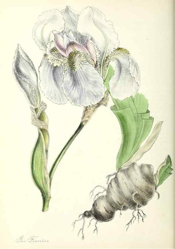 Reproducción/Reproduction 37970218801: Plantæ utiliores :. London :Whittaker & Co.,1842-1850.. 