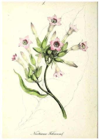 Reproducción/Reproduction 24119064258: Plantæ utiliores :. London :Whittaker & Co.,1842-1850.. 