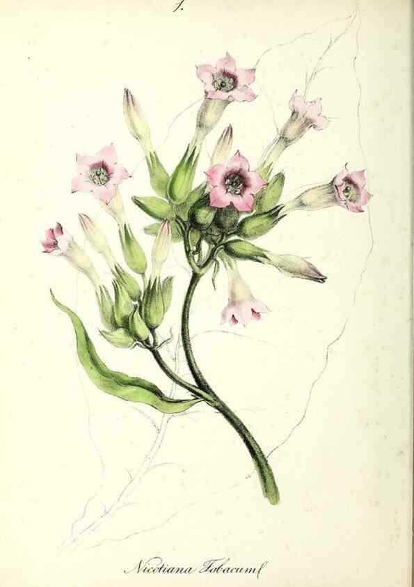 Reproducción/Reproduction 24119064258: Plantæ utiliores :. London :Whittaker & Co.,1842-1850.. 