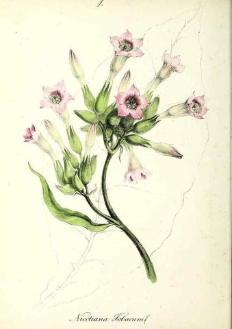 Reproducción/Reproduction 24119064258: Plantæ utiliores :. London :Whittaker & Co.,1842-1850.. 