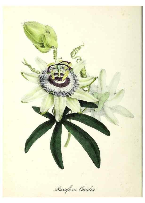 Reproducción/Reproduction 37970195821: Plantæ utiliores :. London :Whittaker & Co.,1842-1850.. 