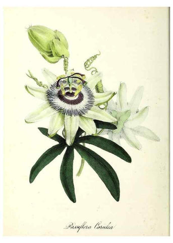 Reproducción/Reproduction 37970195821: Plantæ utiliores :. London :Whittaker & Co.,1842-1850.. 