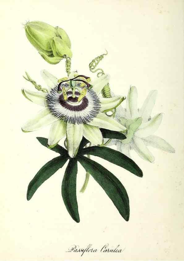 Reproducción/Reproduction 37970195821: Plantæ utiliores :. London :Whittaker & Co.,1842-1850.. 