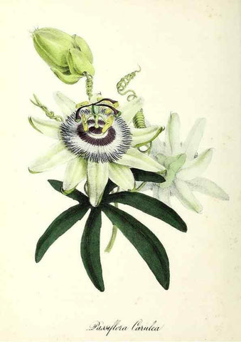 Reproducción/Reproduction 37970195821: Plantæ utiliores :. London :Whittaker & Co.,1842-1850.. 