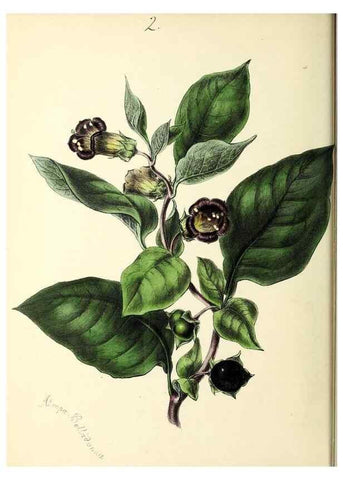 Reproducción/Reproduction 24119067908: Plantæ utiliores :. London :Whittaker & Co.,1842-1850.. 