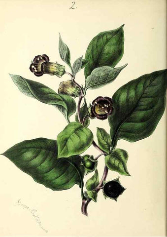 Reproducción/Reproduction 24119067908: Plantæ utiliores :. London :Whittaker & Co.,1842-1850.. 