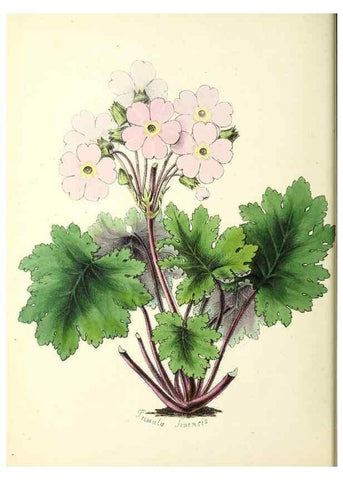 Reproducción/Reproduction 37970199151: Plantæ utiliores :. London :Whittaker & Co.,1842-1850.. 