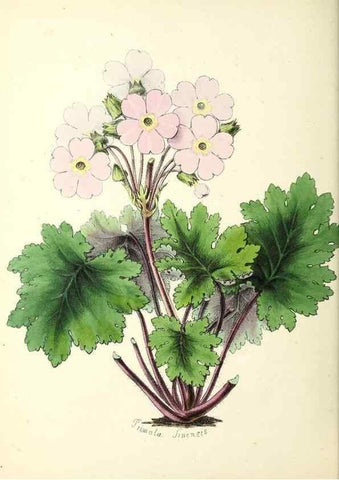 Reproducción/Reproduction 37970199151: Plantæ utiliores :. London :Whittaker & Co.,1842-1850.. 