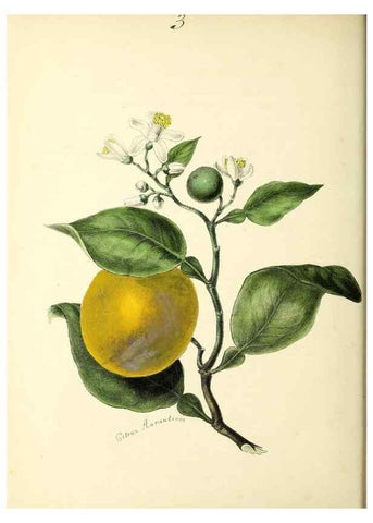 Reproducción/Reproduction 37970201221: Plantæ utiliores :. London :Whittaker & Co.,1842-1850.. 