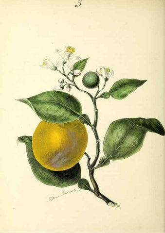 Reproducción/Reproduction 37970201221: Plantæ utiliores :. London :Whittaker & Co.,1842-1850.. 