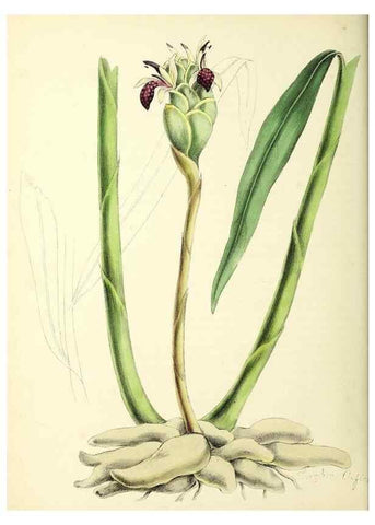 Reproducción/Reproduction 24119072768: Plantæ utiliores :. London :Whittaker & Co.,1842-1850.. 